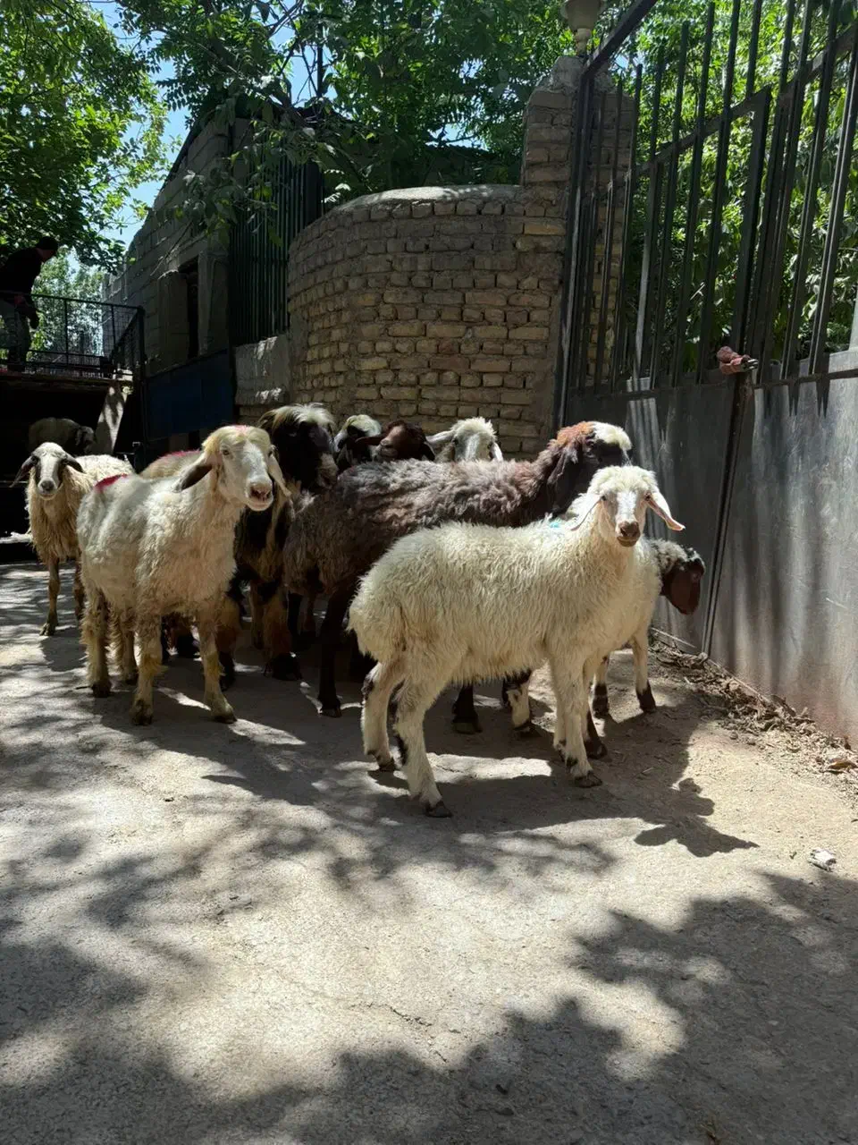 فروش گوسفند ارگانیک ارسال به کل تهران|حیوانات مزرعه|تهران, نیروی هوایی (پیروزی)|دیوار