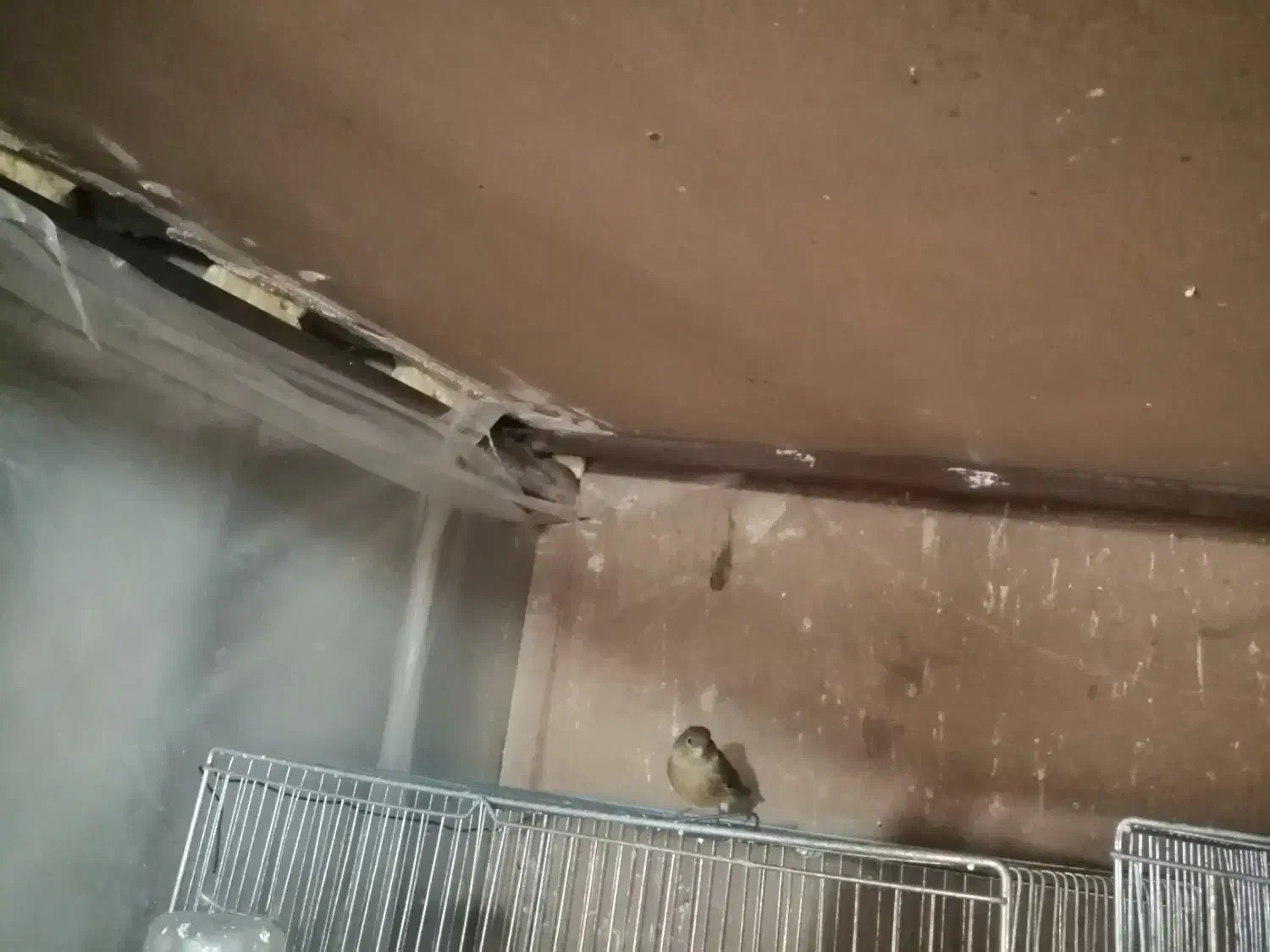 قناری شلاقی درجه 1|پرنده|ابریشم, |دیوار