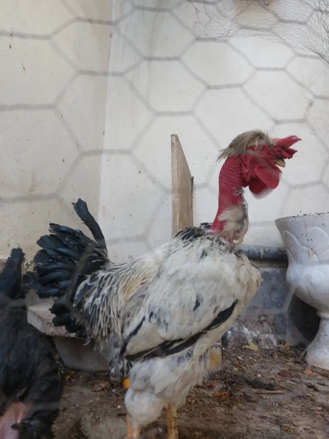 خروس لاری شمالی|حیوانات مزرعه|اصفهان, حصه جنوبی|دیوار