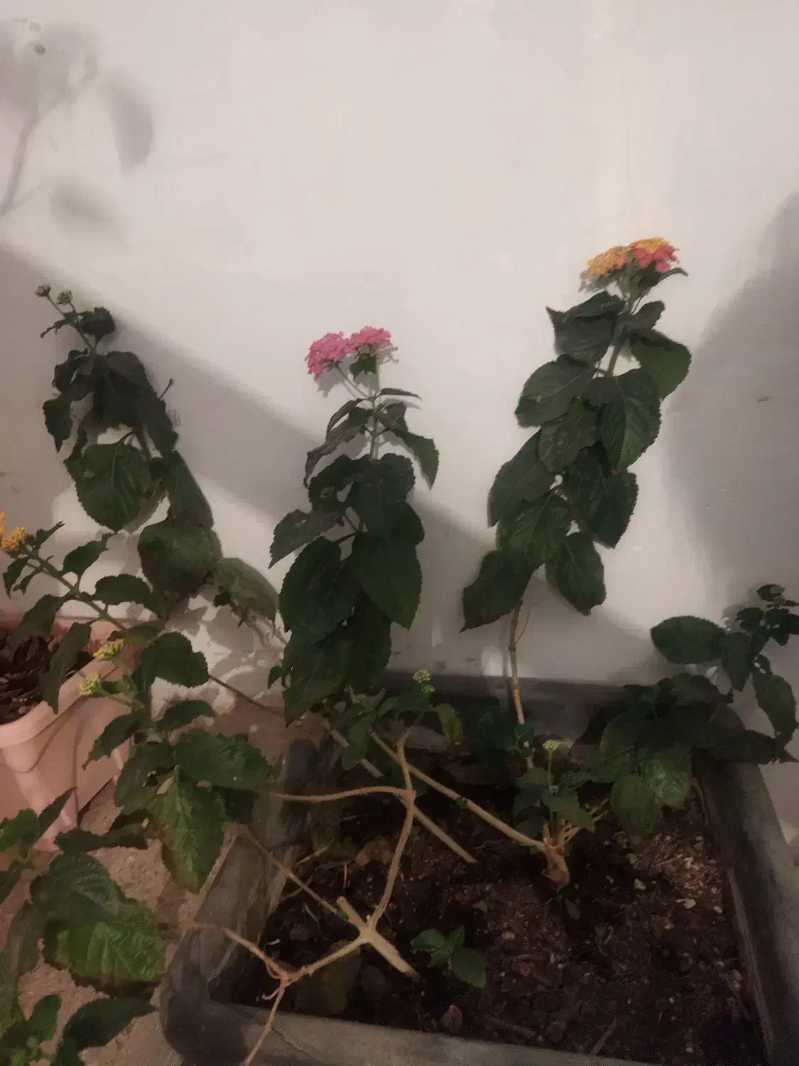 گل گل گل|گل و گیاه طبیعی|اسلام‌‌آباد غرب, |دیوار