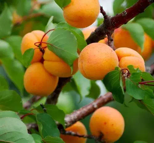 فروش نهال زردآلو انبه ای|خدمات باغبانی و درختکاری|جهرم, |دیوار