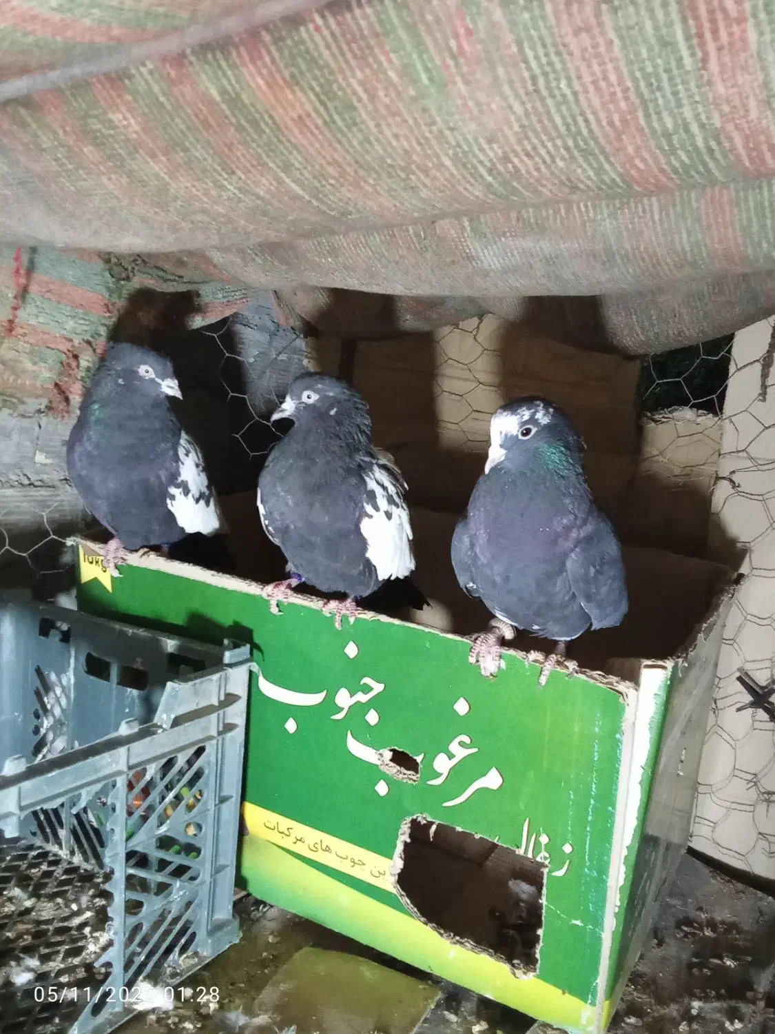 پرنده فروشی میرآباد کردشت|پرنده|ریگان, |دیوار