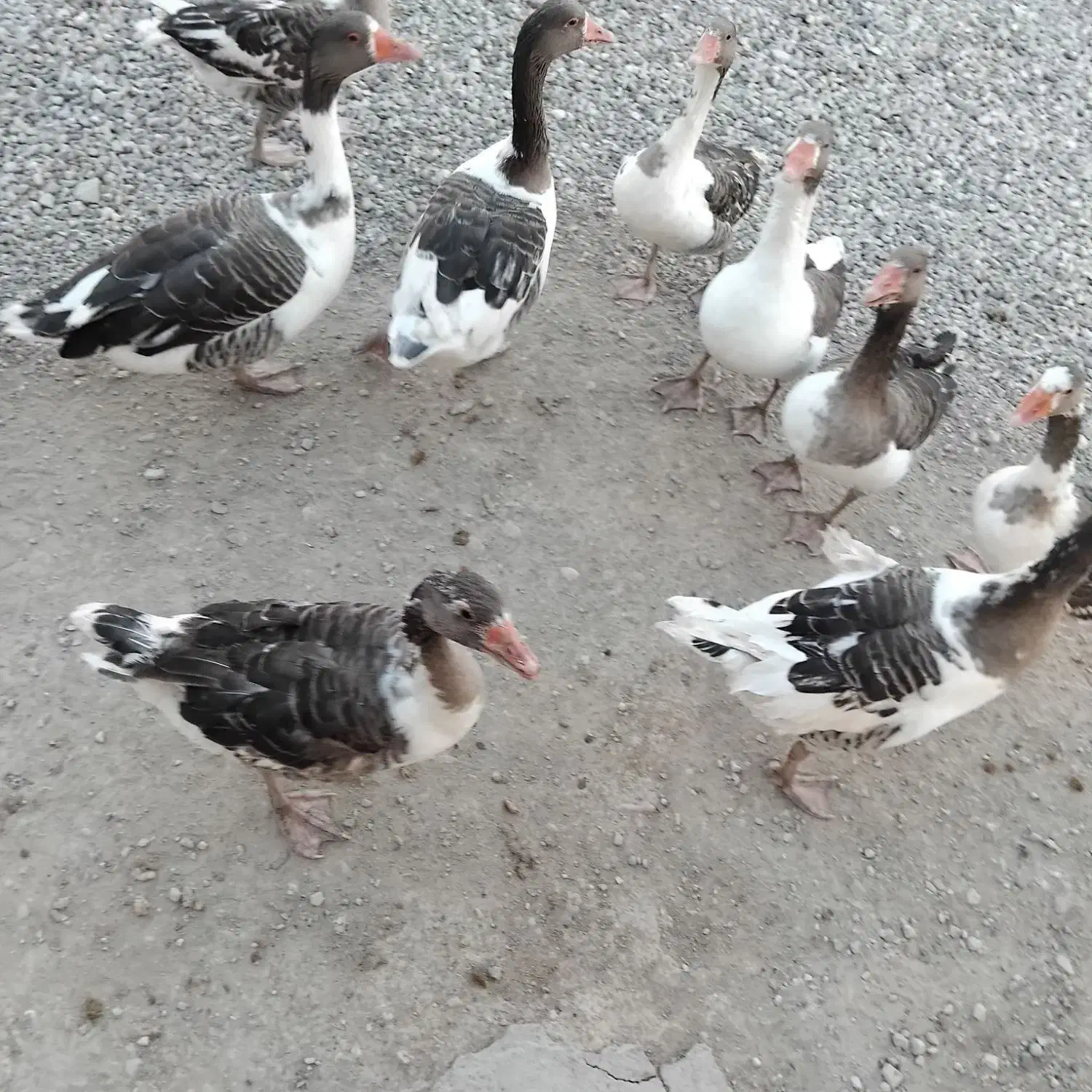 غاز|حیوانات مزرعه|کوهدشت, |دیوار