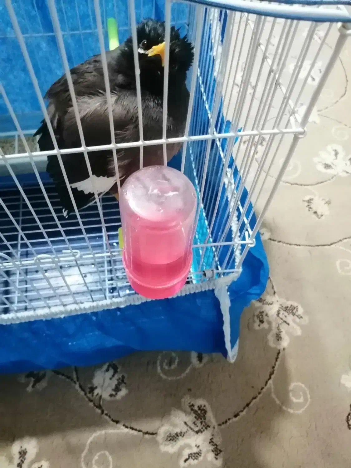 جوجه مینا 5ماهه|پرنده|شاهینشهر, شهرک ردانی پور|دیوار