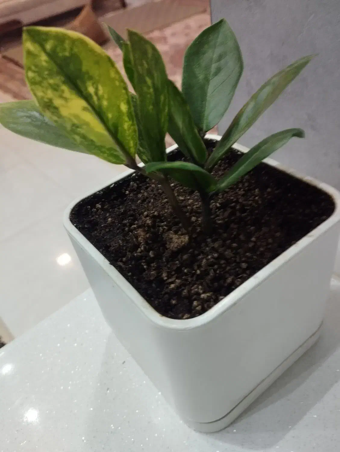 فروش زامو فیلیا ابلق|گل و گیاه طبیعی|شهرکرد, |دیوار