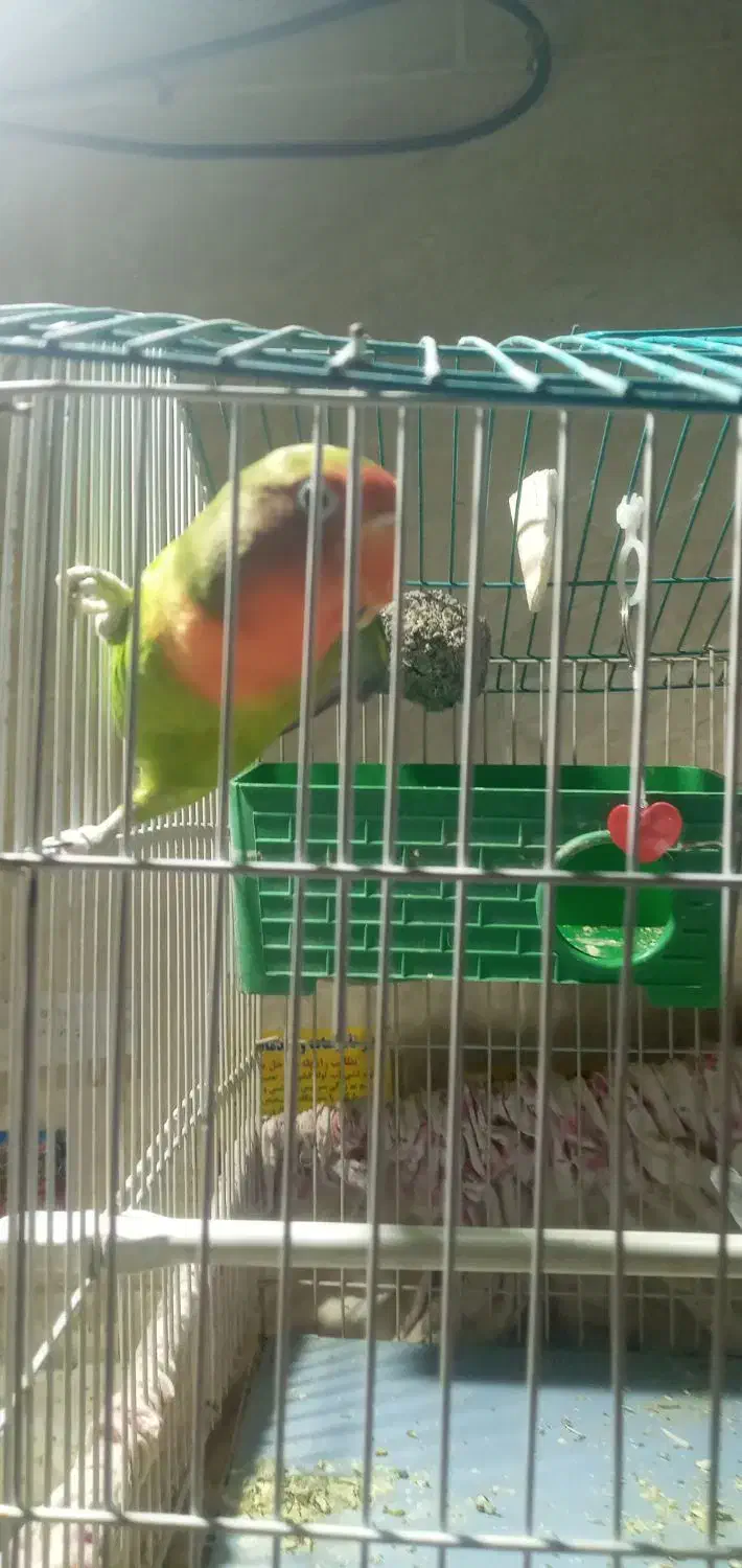 طوطی برزیلی نر و یک جفت مرغ عشق|پرنده|اندیشه, شهرک مریم|دیوار