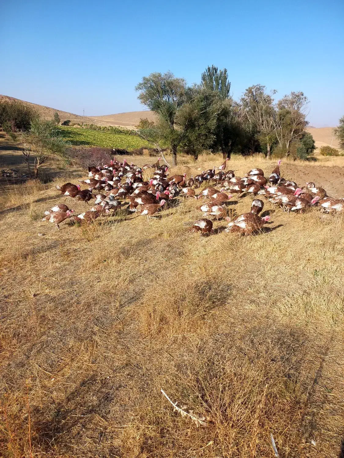 بوقلمون محلی|حیوانات مزرعه|قروه, |دیوار