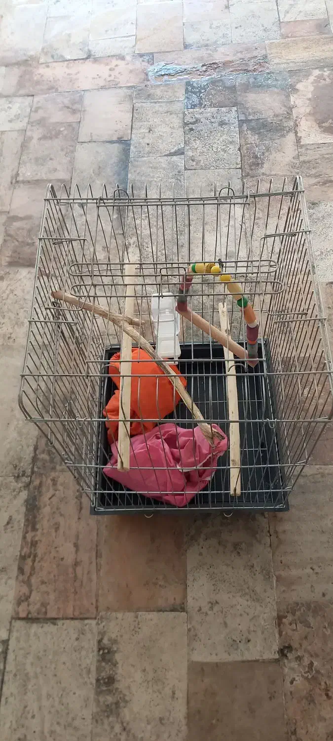 قفس پرنده ۱۰۳۳|لوازم جانبی حیوانات|مشکیندشت, |دیوار