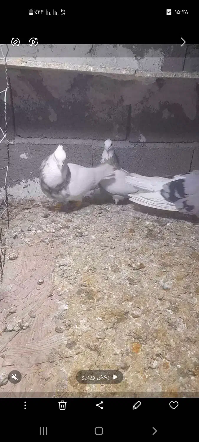 پرنده کبوتر یا کفتر|پرنده|قزوین, |دیوار