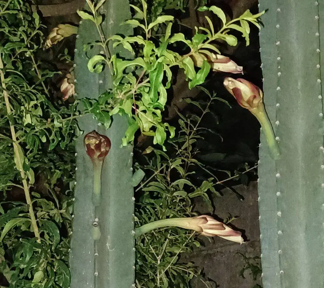 گل کاکتوس|گل و گیاه طبیعی|نور, |دیوار