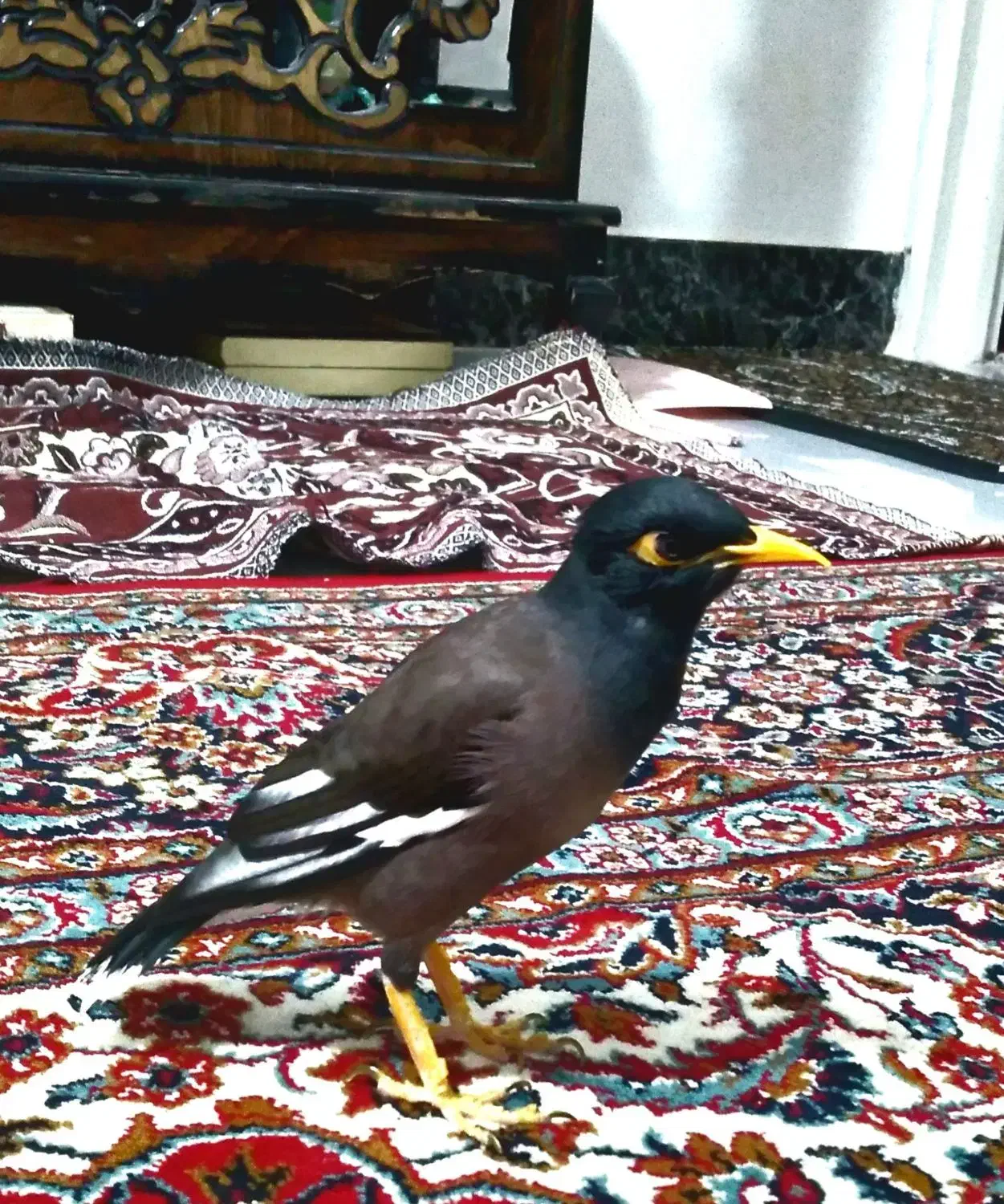 مرغ مینا|پرنده|بروجرد, |دیوار