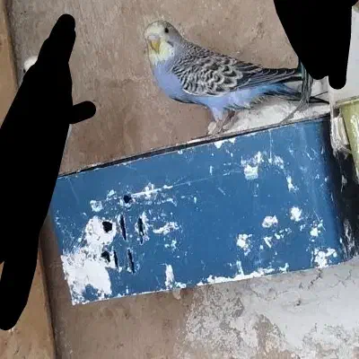 نر مرغ..عشق|پرنده|شیراز, دست خضر|دیوار
