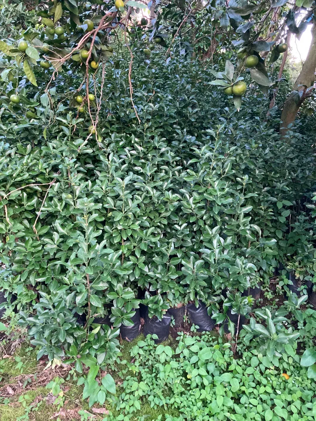 شمشاد سبز|گل و گیاه طبیعی|واجارگاه, |دیوار