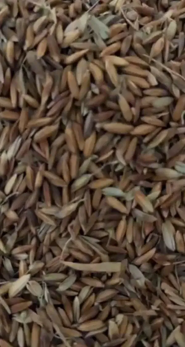 برنج تازه شرطی|خوردنی و آشامیدنی|شوش, |دیوار