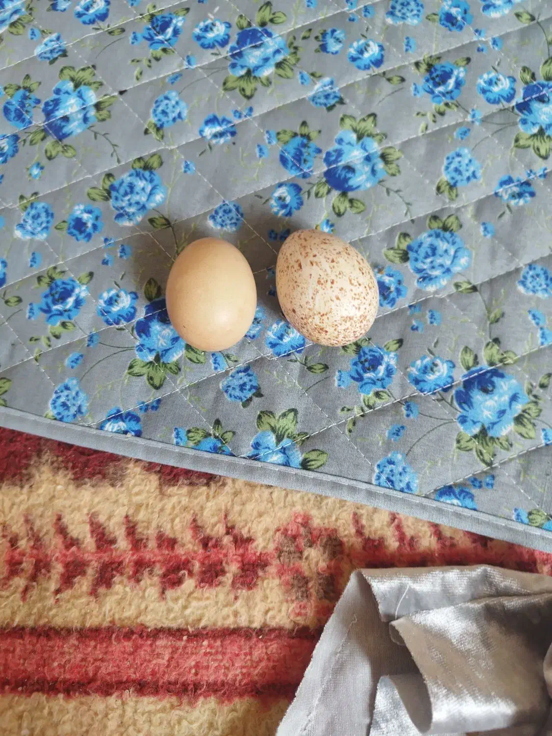 تخم مرغ نطفه داربوقلمو وتخم مرغ محلی|خوردنی و آشامیدنی|بجنورد, |دیوار