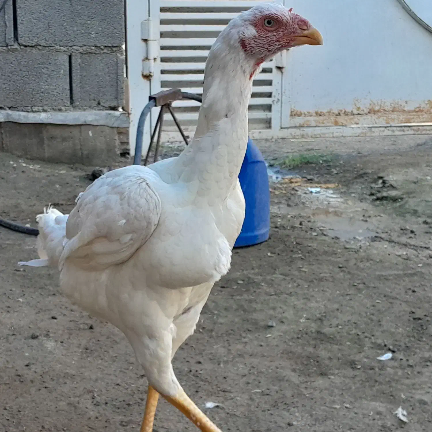 مرغ لاری نسلدار|حیوانات مزرعه|گمیشان, |دیوار