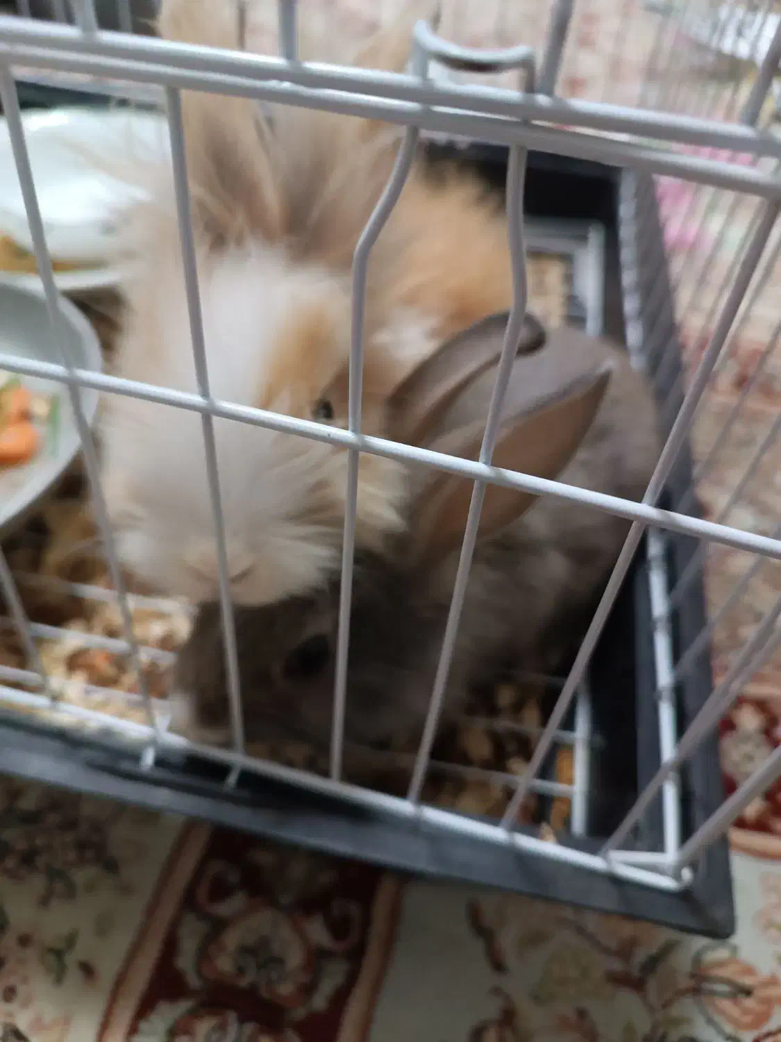 خرگوش لوپ|موش و خرگوش|مشهد, شهرک مهرگان|دیوار