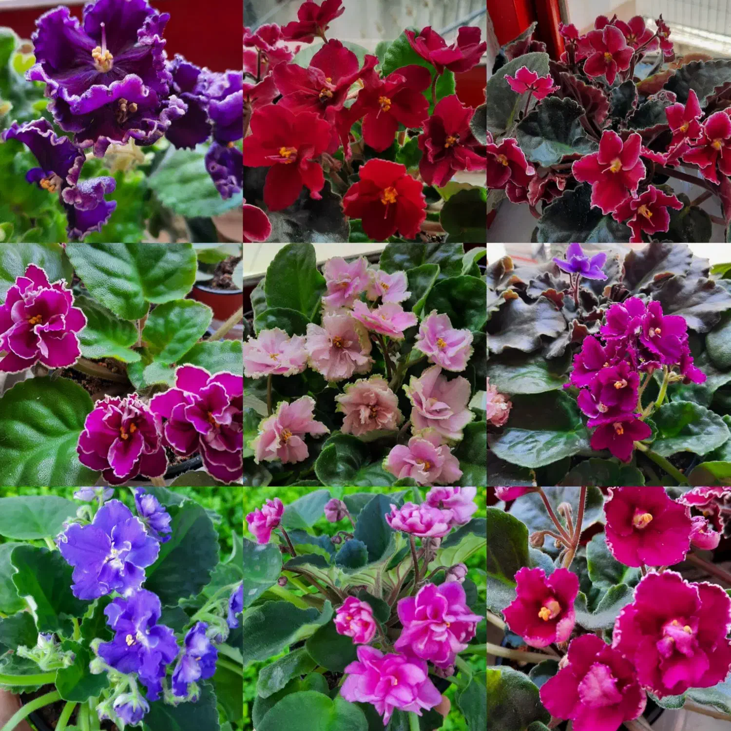 گیاهچه گل|گل و گیاه طبیعی|رشت, بلوار گیلان|دیوار