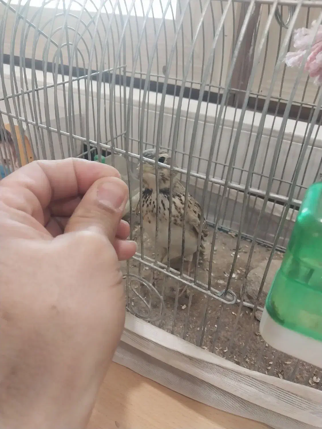 سهره قناری|پرنده|قدس, شهرقدس|دیوار