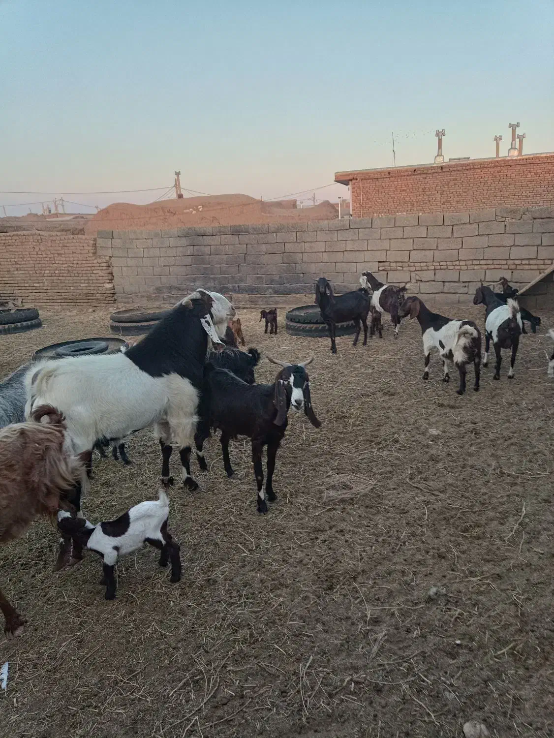 بز زاییده جوان|حیوانات مزرعه|سبزوار, قصبه غربی|دیوار