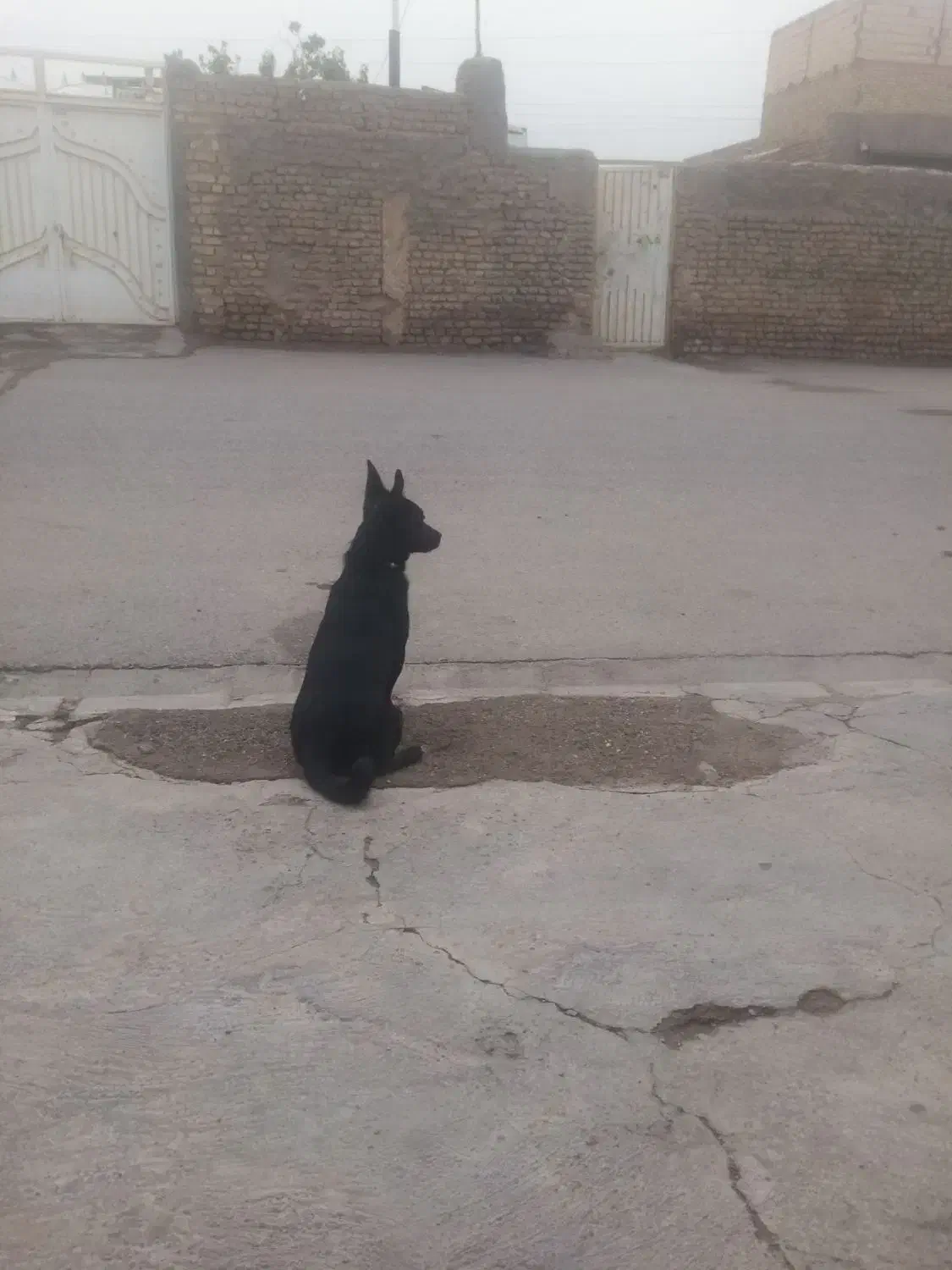 گمشده|حیوانات|تربت جام, معدآباد|دیوار