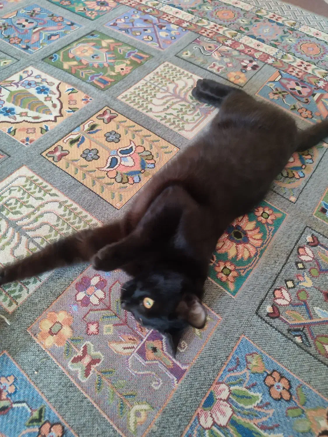 گربه اروم|گربه|خمینیشهر, |دیوار