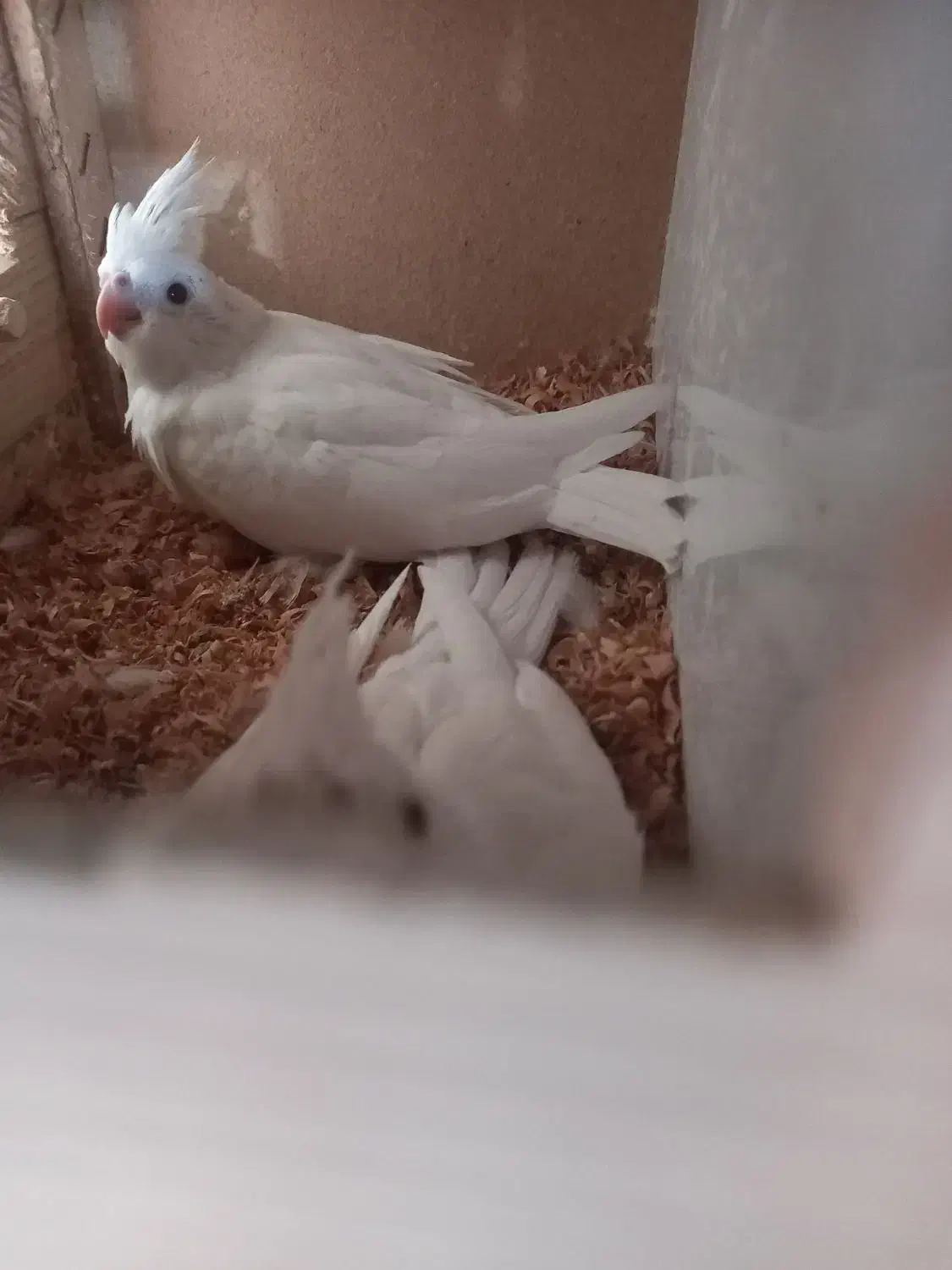 عروسی هلندی سخنگو|پرنده|پاکدشت, پاکدشت (مامازند)|دیوار