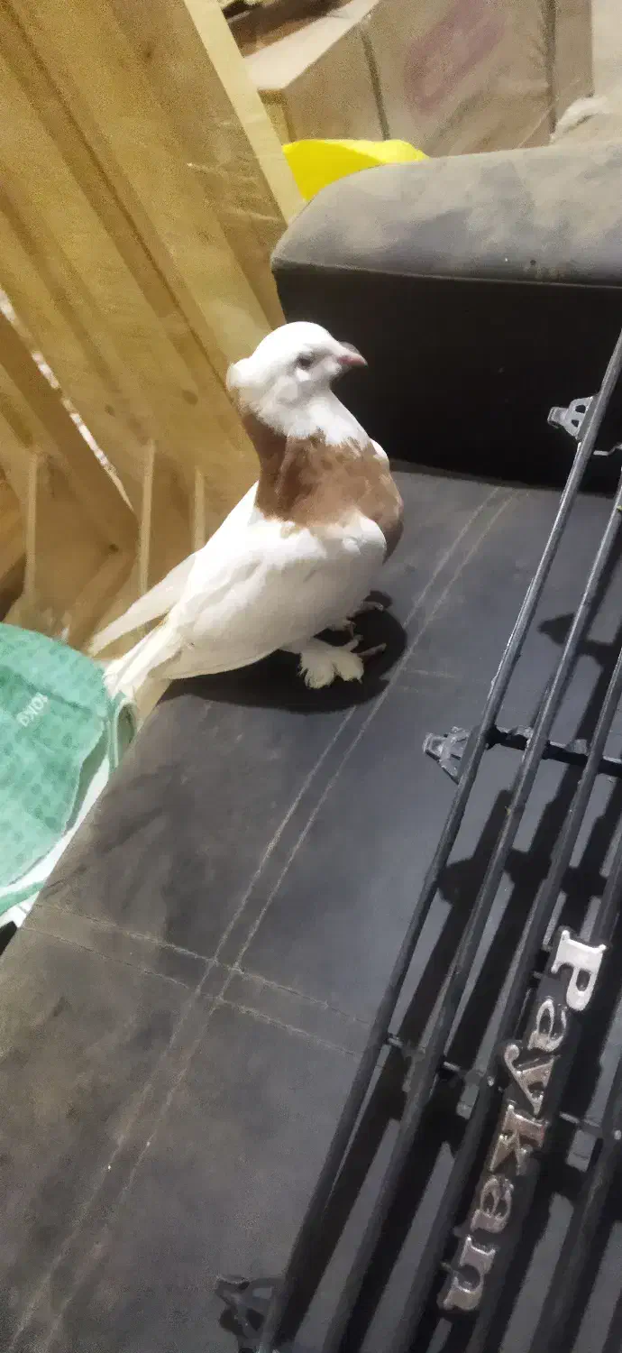 کفتر طوقی|پرنده|سرایان, |دیوار