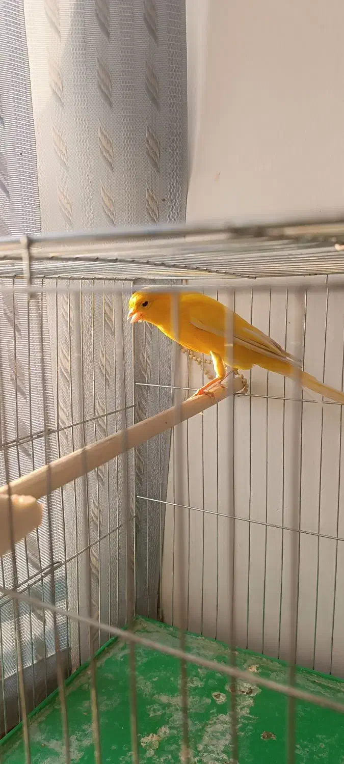 قناری|پرنده|اصفهان, دوطفلان|دیوار