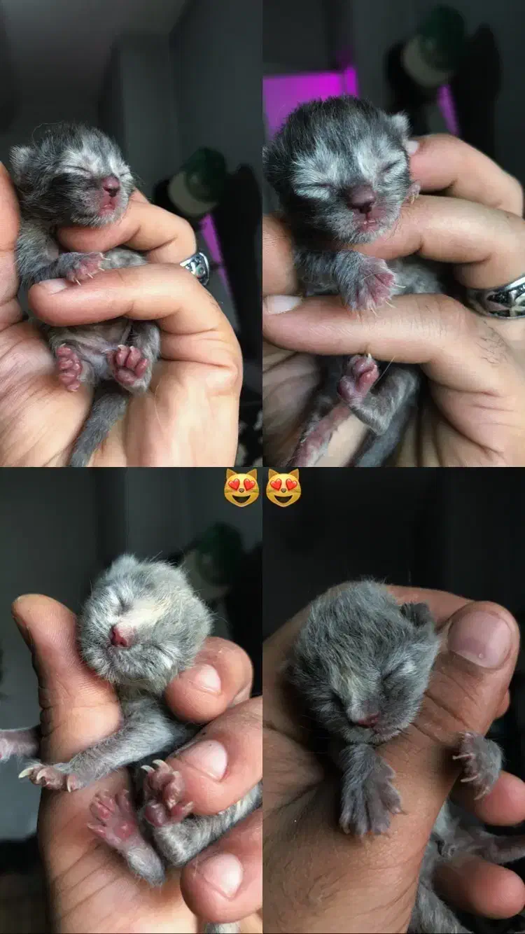 اسکاتیش جفت|گربه|گرگان, |دیوار