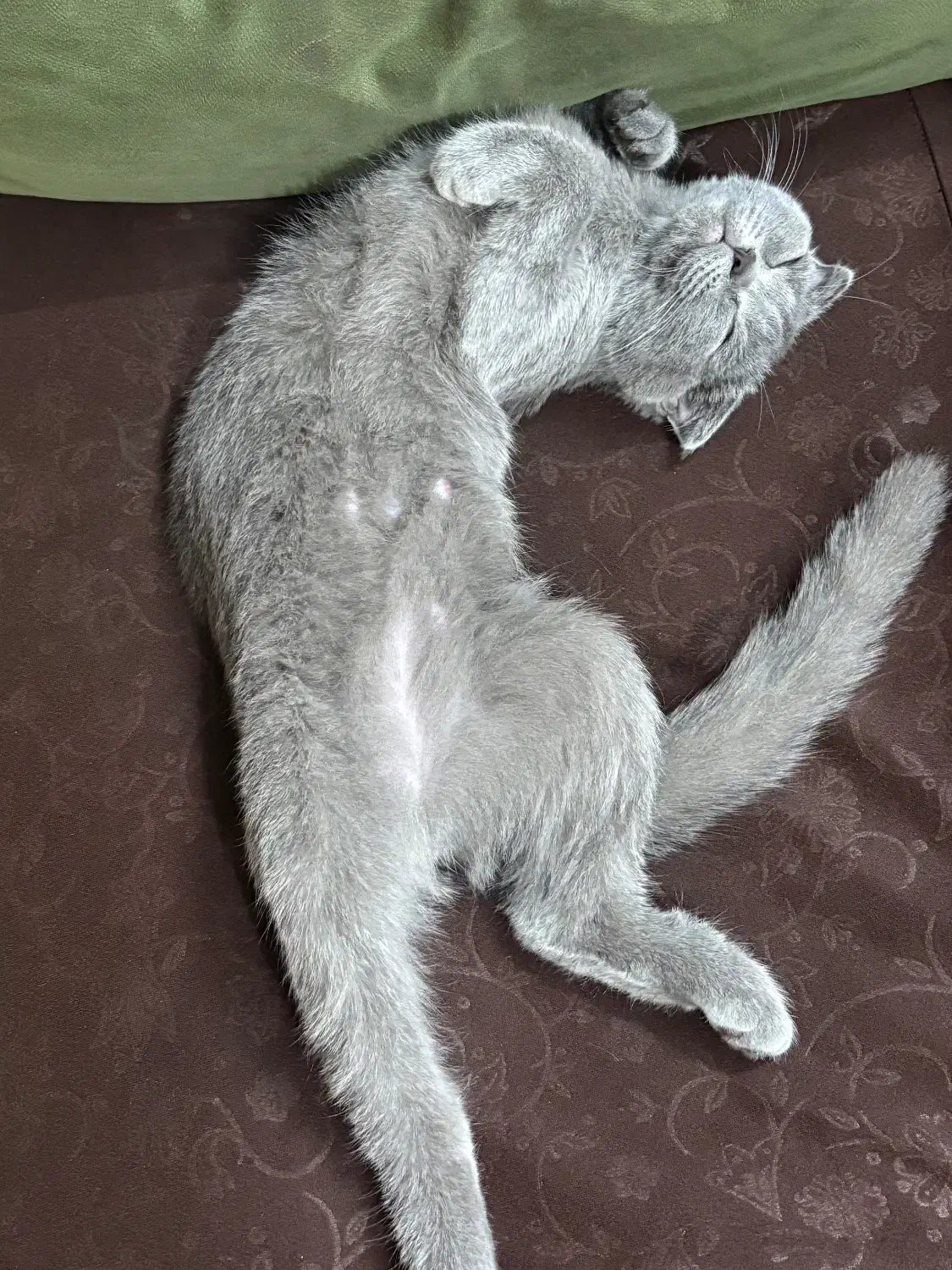 گربه|گربه|رفسنجان, |دیوار