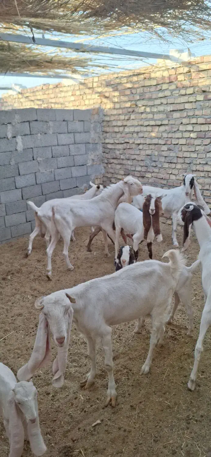 تعداد ۷ بز گلابی ۶ بز و یه تکه .و چند بزغاله گلابی|حیوانات مزرعه|قائن, |دیوار