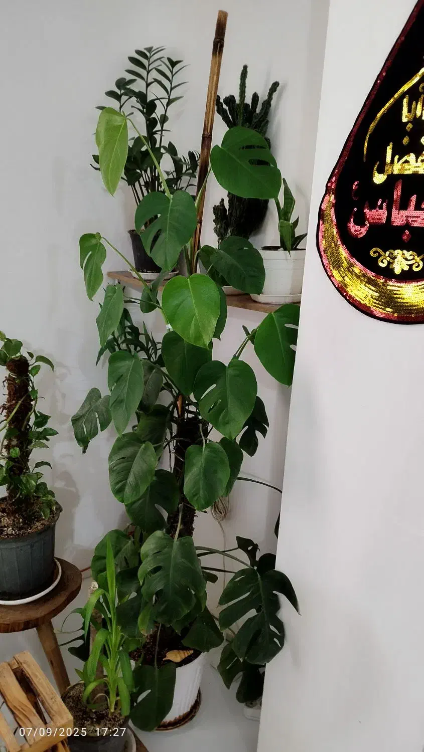 گل برگ انجیری|گل و گیاه طبیعی|بندر امام خمینی, |دیوار