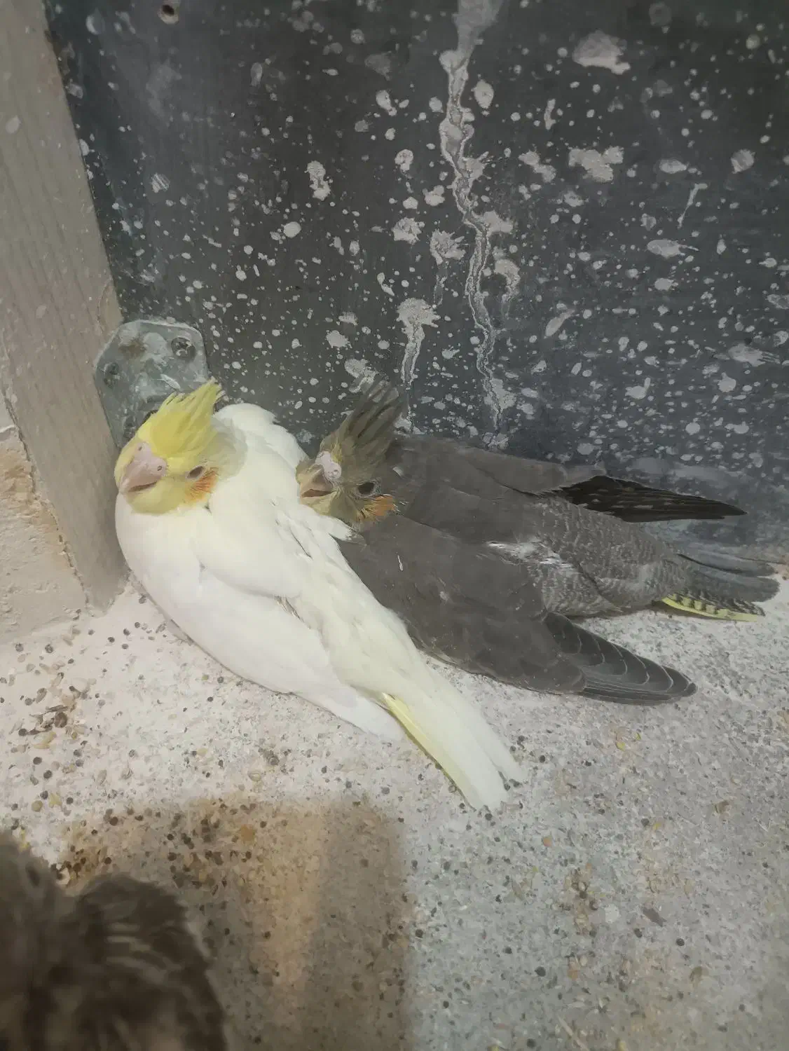 جوجه عروس هلندی|پرنده|مشهد, مهدی آباد (بلوار توس)|دیوار