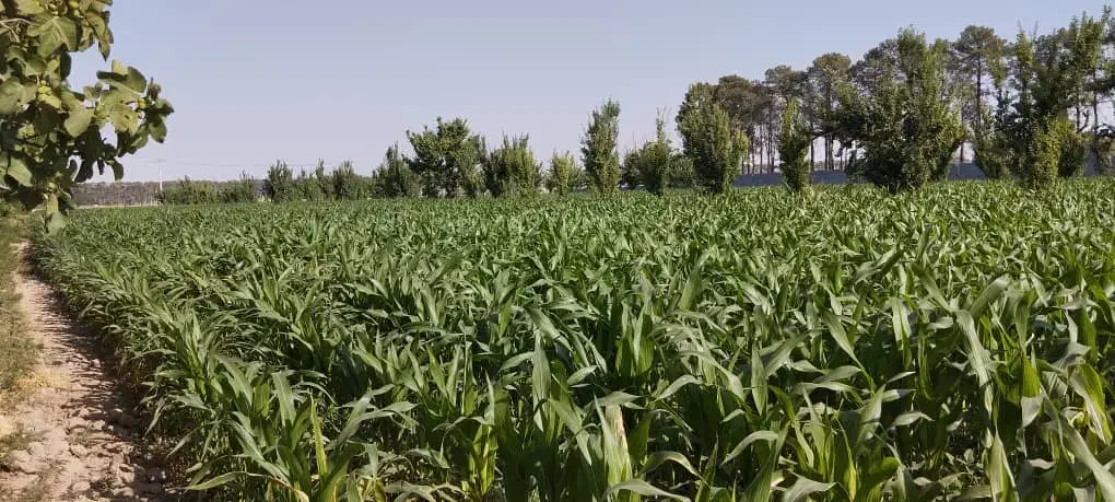 اجاره زمین کشاورزی|اجارهٔ دفتر صنعتی، کشاورزی، تجاری|مرودشت, تخت جمشید|دیوار