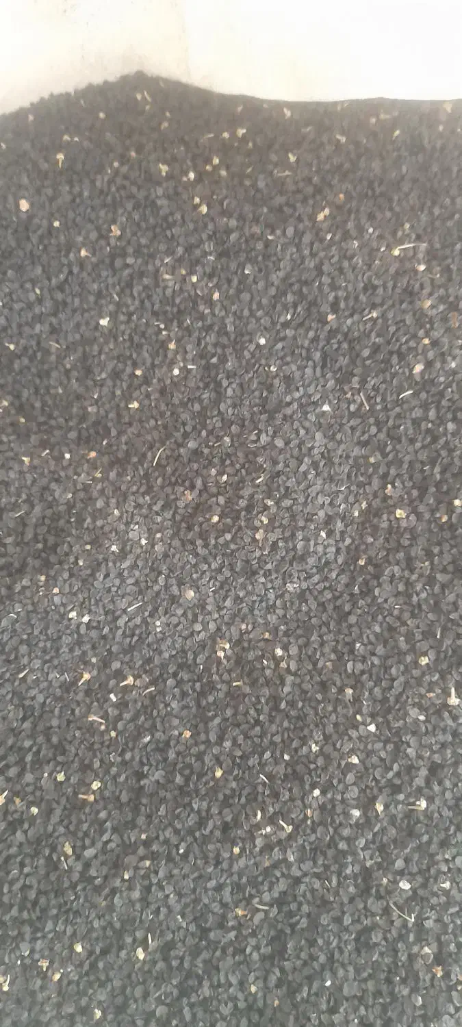 بذرپیازقرمزدستگیر۳۵۰|حراج|بیرم, |دیوار