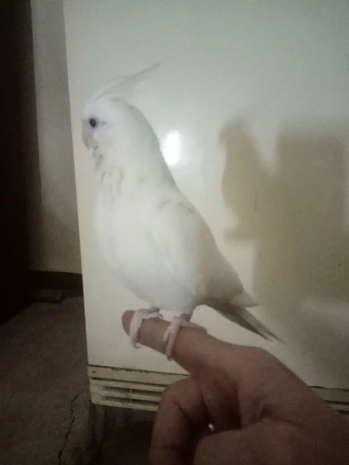 عروس هلندی البینو و لوتینو دونخور|پرنده|مسجد سلیمان, |دیوار