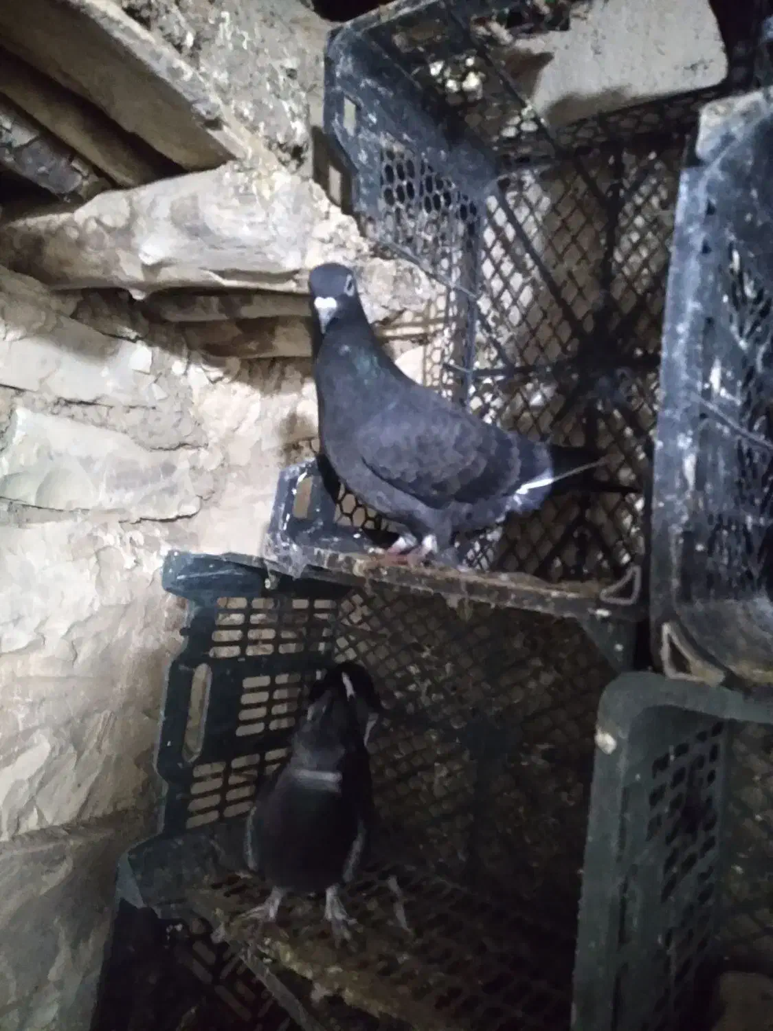 کبوتر|پرنده|جوانرود, |دیوار