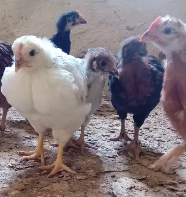 جوجه مرغ و خروس|حیوانات مزرعه|قزوین, |دیوار