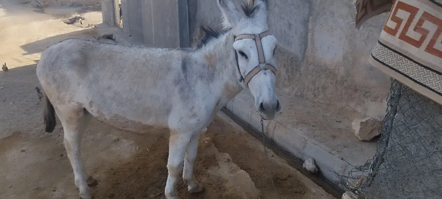 خر جوان|حیوانات مزرعه|کوهدشت, |دیوار