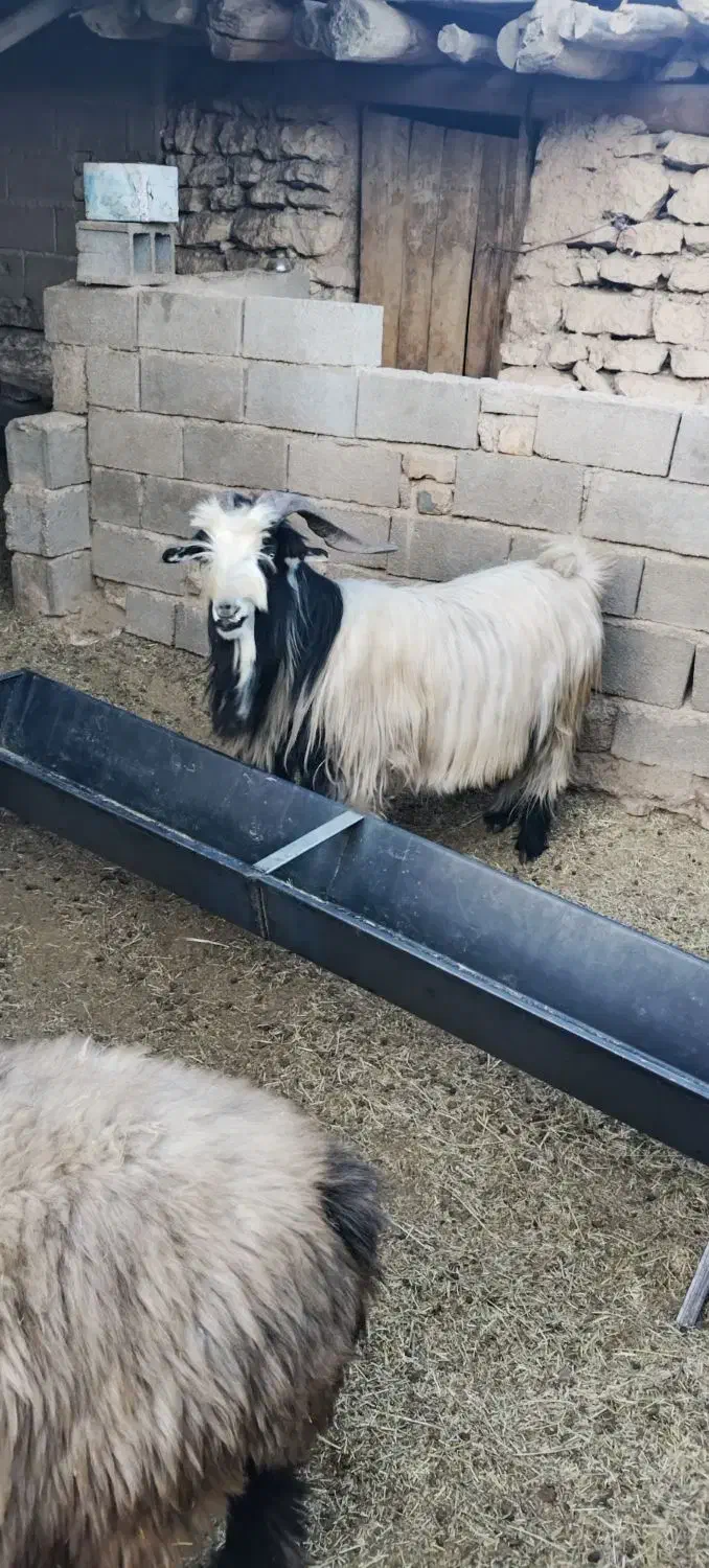 شیراز. کامفیروز|حیوانات مزرعه|کامفیروز, |دیوار