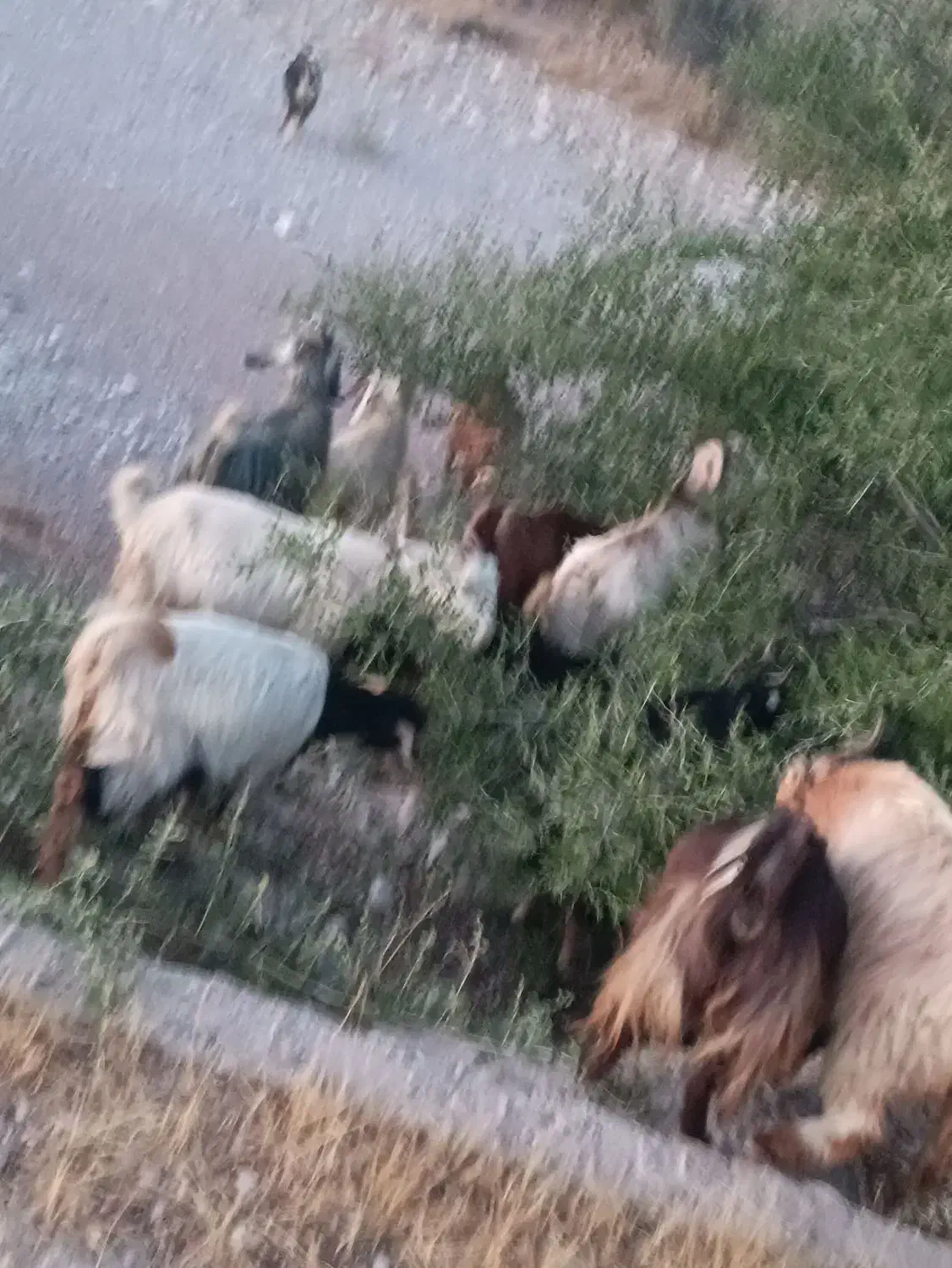 دام - بز|حیوانات مزرعه|فراشبند, |دیوار