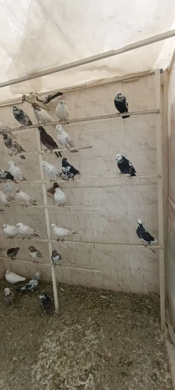 کبوتر|پرنده|ارومیه, |دیوار