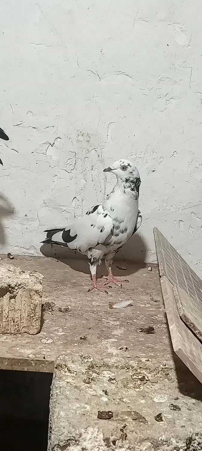 کبوتر ابلغ|پرنده|برازجان, |دیوار