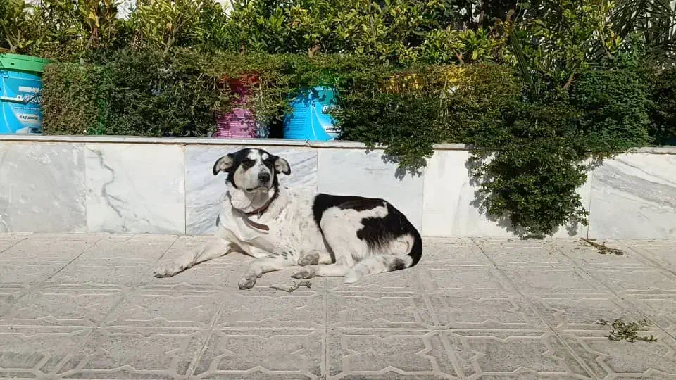 گمشده|حیوانات|جهرم, |دیوار