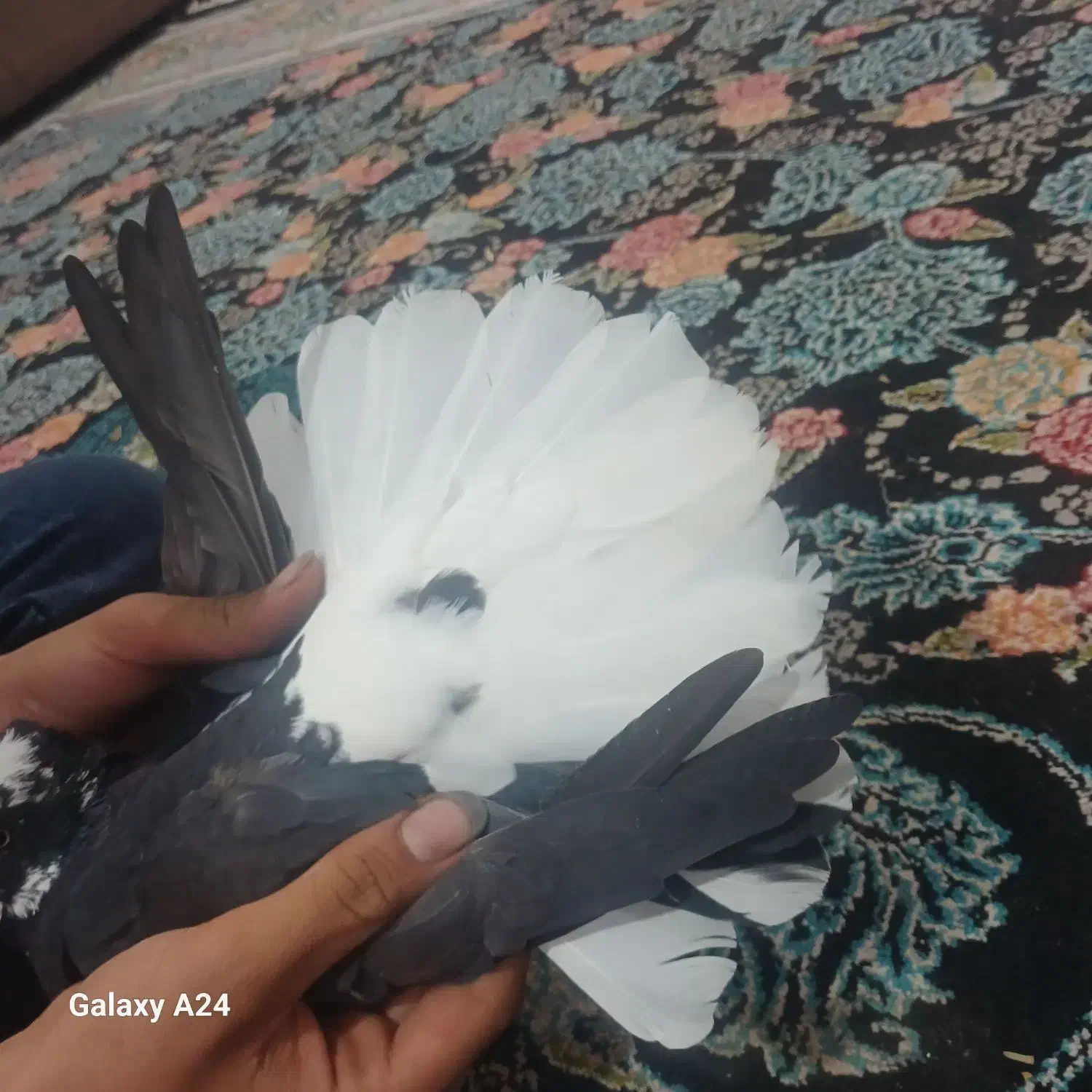 جفت زاغ دم سفید کلایی|پرنده|جیرفت, |دیوار