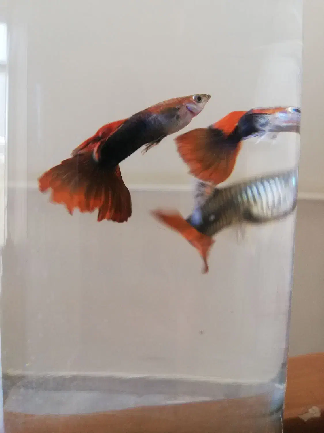 ماهی گوپی و فایتر|ماهی|تبریز, |دیوار