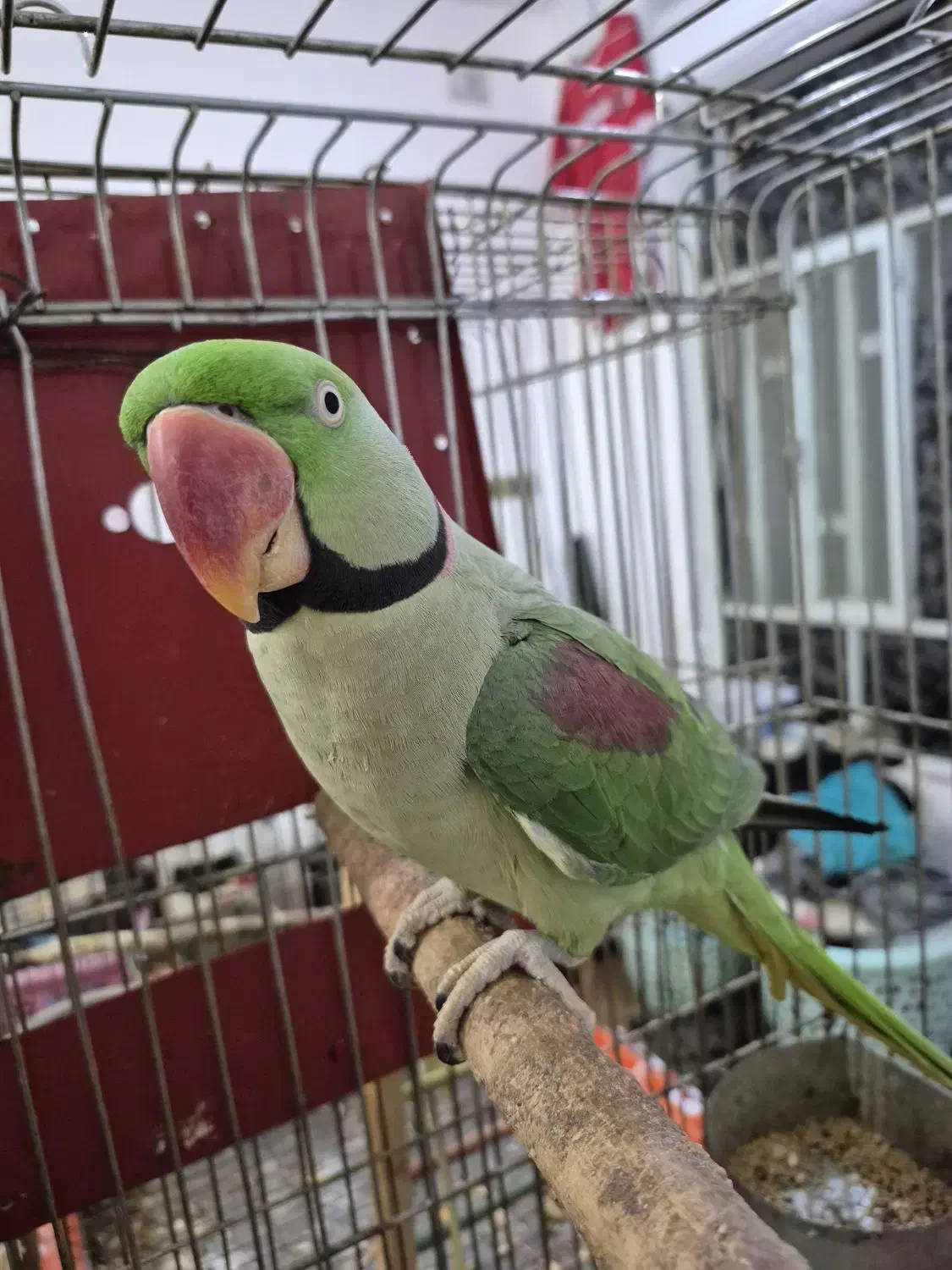 شاه طوطی گمشده|حیوانات|امیدیه, |دیوار