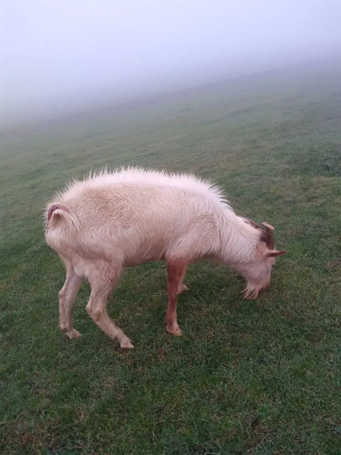 قوچ با بز سانن دوتاشم دامازدق|حیوانات مزرعه|قشلاق دشت, |دیوار