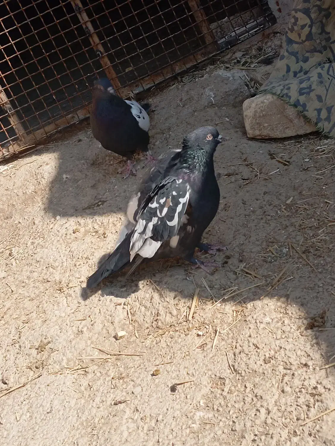 کبوتر|پرنده|مرودشت, کناره|دیوار